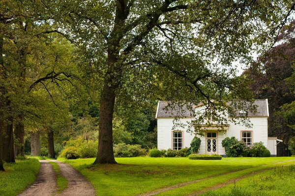 Casa Bianca sola in piedi nella foresta