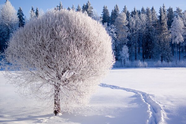 Ein verschneiter Baum im Feld vor dem Wald