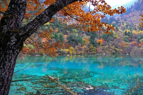 Bright colors of autumn over the lake