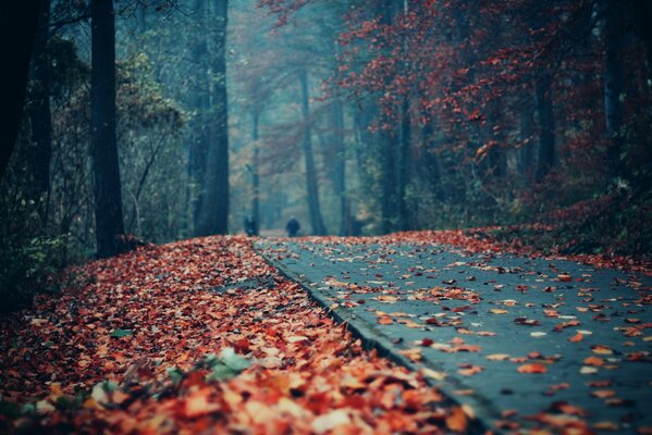 Follaje en el camino en el parque de otoño