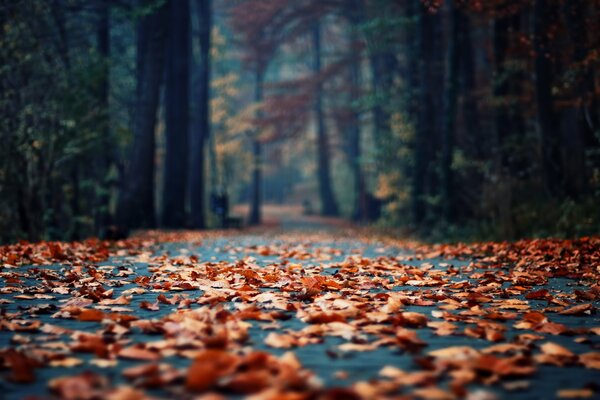 Graphite asphalt strewn with fallen leaves