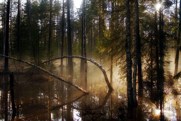 Die ungewöhnliche Schönheit der Natur