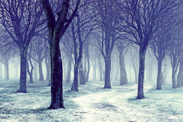 Bare trees. The road in the forest