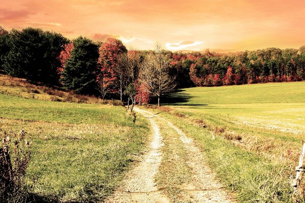 Camino de otoño al bosque con árboles