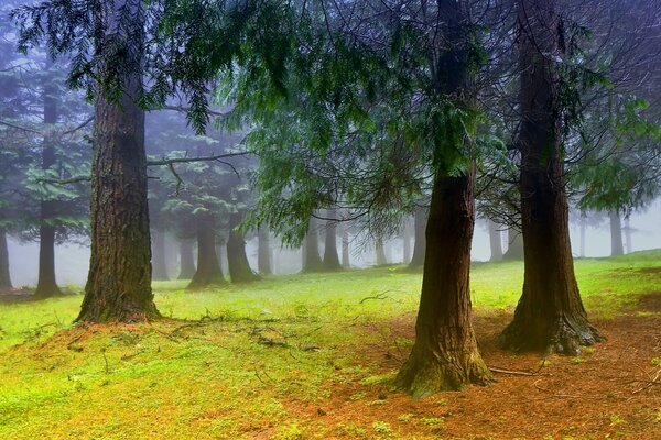 Arbres multicolores en automne dans la brume