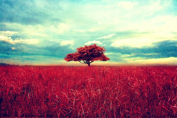 Albero solitario in piedi su un campo di erba rossa