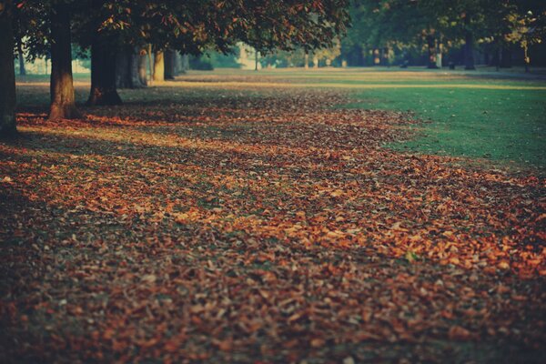 Herbstteppich aus Blättern im Quadrat