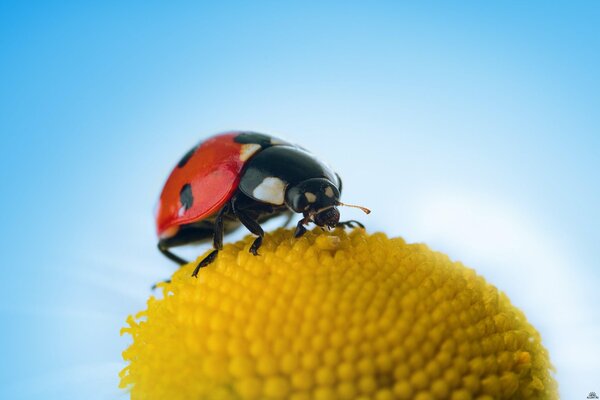 Ladybug on a yellow flower