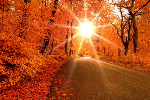 Die Herbstsonne bricht durch die Bäume