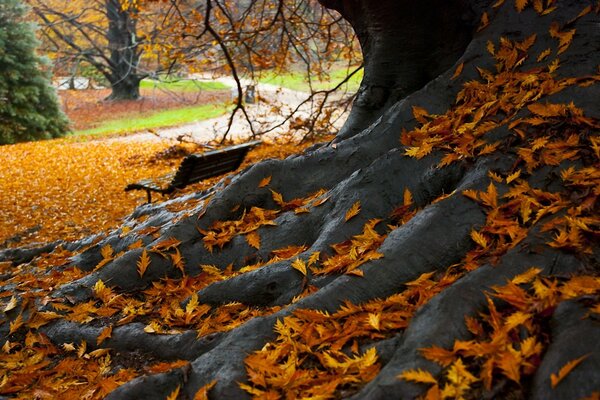 Eine Bank unter einem Baum im Herbstpark