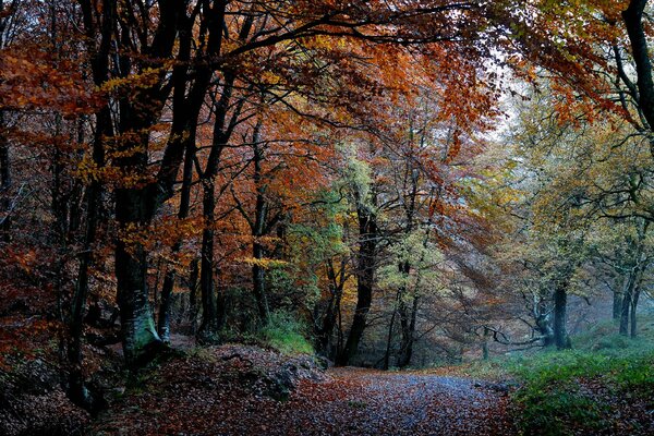 Bosque de otoño con follaje colorido