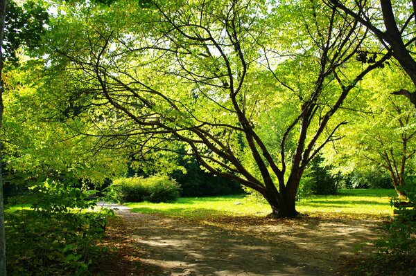 Letni park z zielonymi drzewami