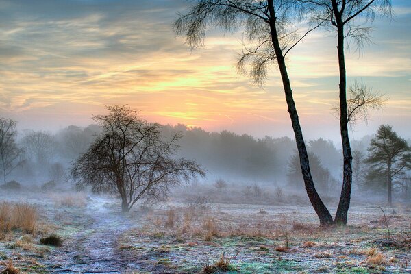 Nebel im Wald. Frost an den Bäumen