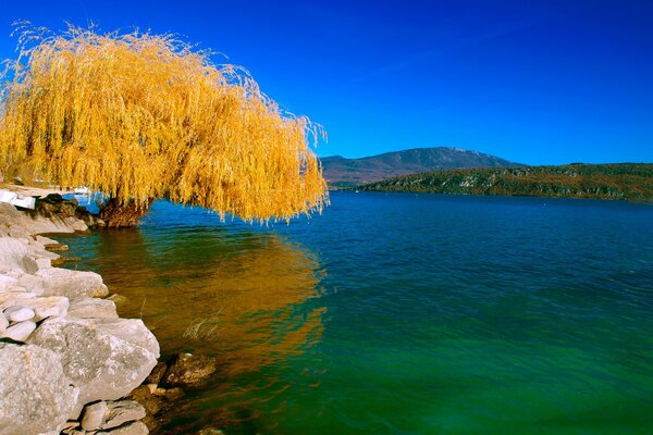 Yellow autumn willow on the lake shore