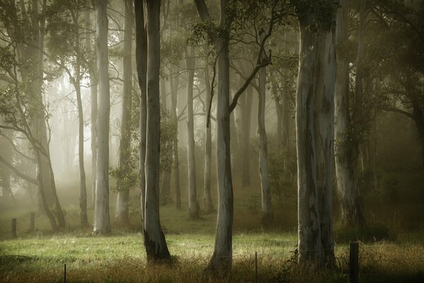 Bäume im Nebel am Sommermorgen