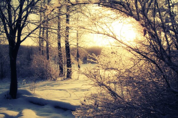 Bosque de invierno en el fondo del sol radiante