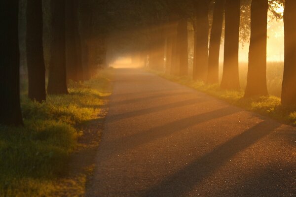 Vicolo degli alberi alla luce del sole