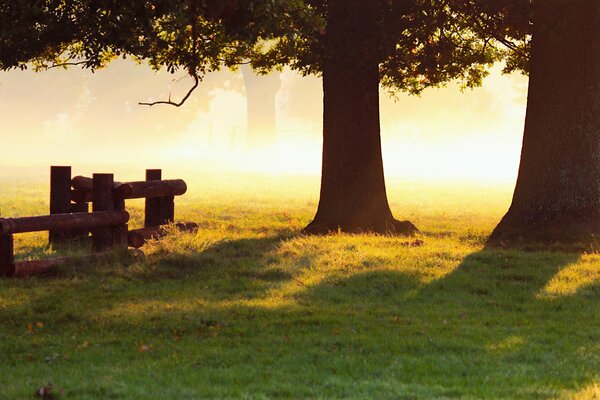 Matin d automne avec des chênes et de l herbe