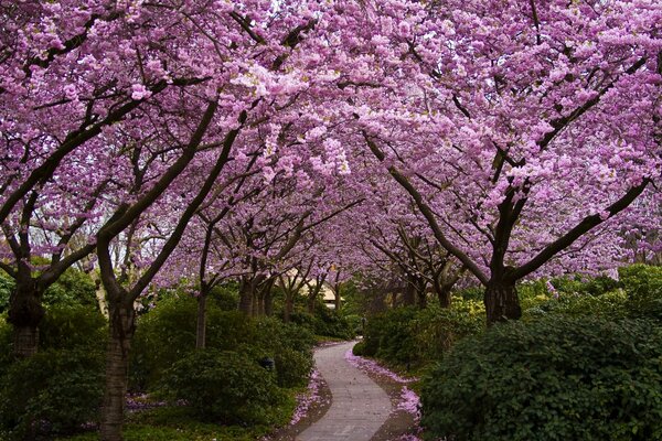Hermoso sendero entre Sakura en Japón
