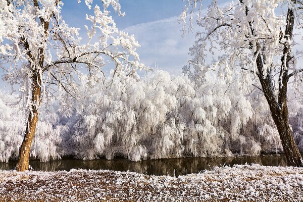 Fiaba invernale alberi coperti di brina