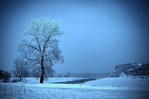 Árbol en escarcha en invierno en el campo