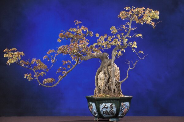 Árbol de bonsái ramificado sobre fondo azul en macetas