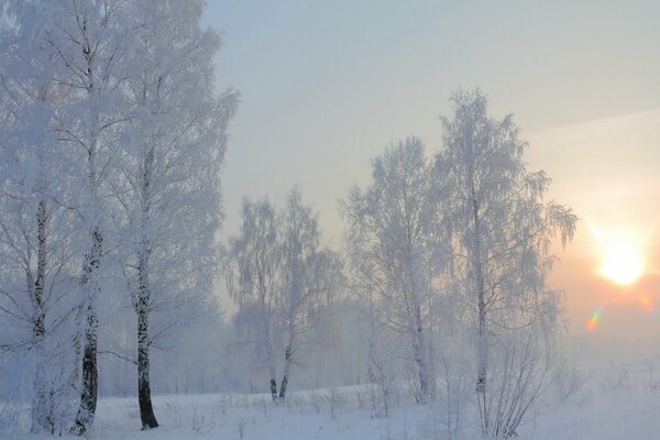 Soleada mañana helada bosque de abedul