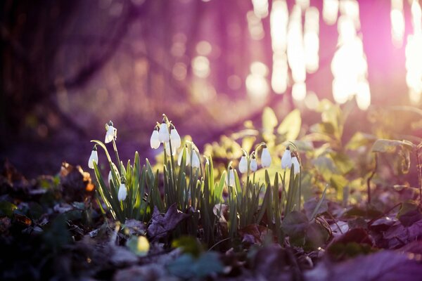 The first snowdrops appeared in early spring