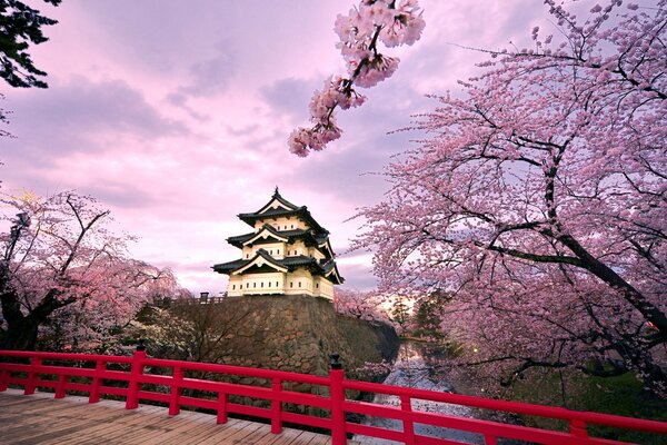 Sakura floreciente en el fondo de un castillo japonés