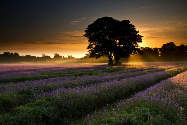 Campo de lavanda en los rayos del amanecer