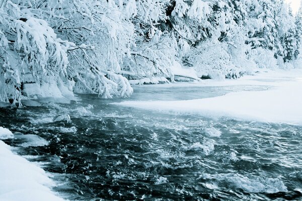 A winter stream is bubbling under the branches of snow-covered fir trees