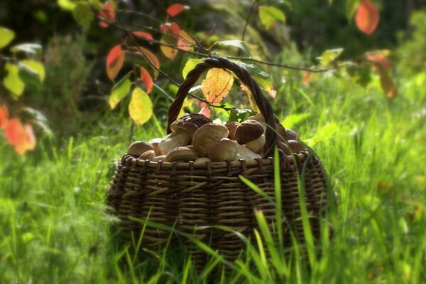 L automne est venu le temps de cueillir des champignons