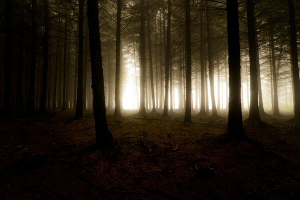 Bäume im Nebel sorgen für Finsternis