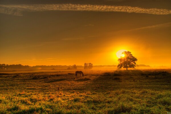 El caballo en el campo está de pie al atardecer