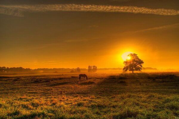 Cavallo in campo in piedi al tramonto