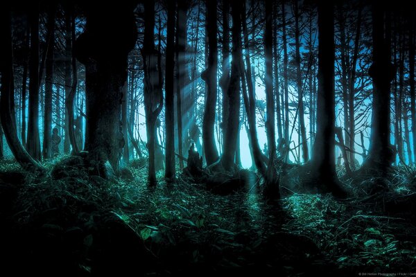 Une forêt sombre à minuit