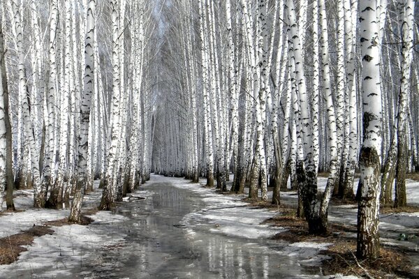 Bosque de abedul con nieve derretida