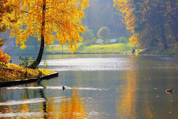 Ducks swim in the pond in the autumn park