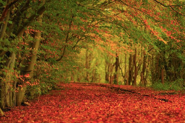 Tapis de feuilles rouges dans la forêt d automne