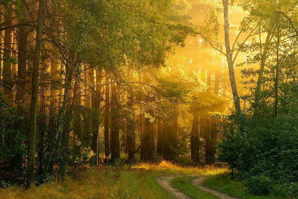The rays of the sun in a beautiful forest