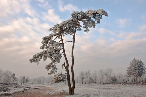 Natura zimno zima i śnieg