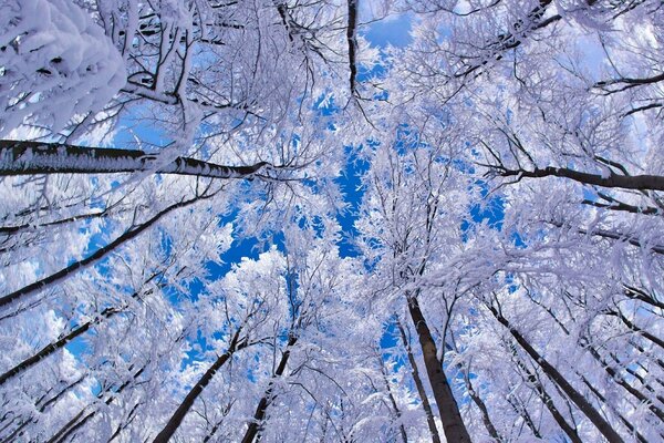 Árboles cubiertos de nieve en invierno, derribados desde abajo