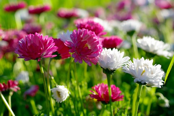 Flores de primavera en el campo