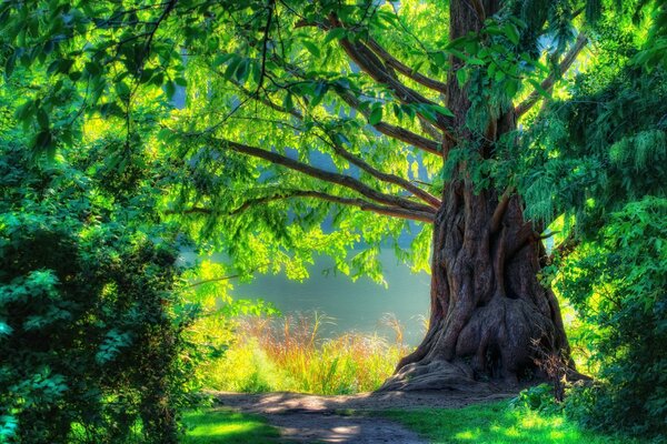 A huge green tree in the grove