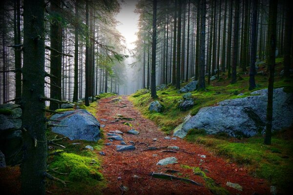 A road with rocks in a dense forest