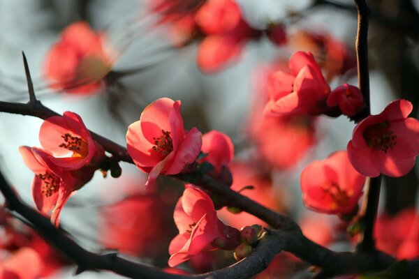 Ein Baum, der mit rosa Blüten blüht