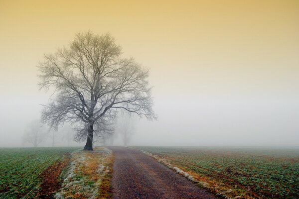 Champ brumeux et arbre près de la route