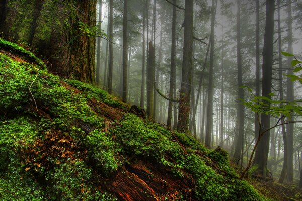 Niebla en un bosque misterioso