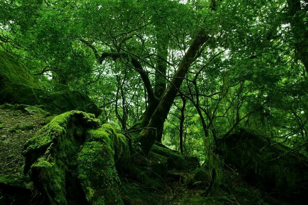 Green moss in the old forest