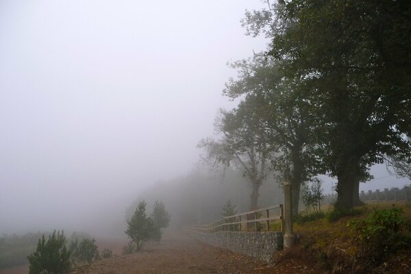 Árboles a lo largo de la cerca en medio de la niebla